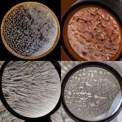 1000x Magnification 1000倍放大