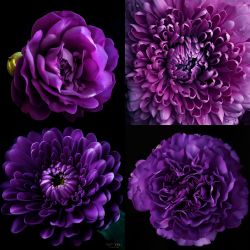 Vivid-Purple 哑光紫色