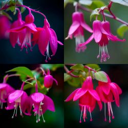 Fuchsia 桃红色